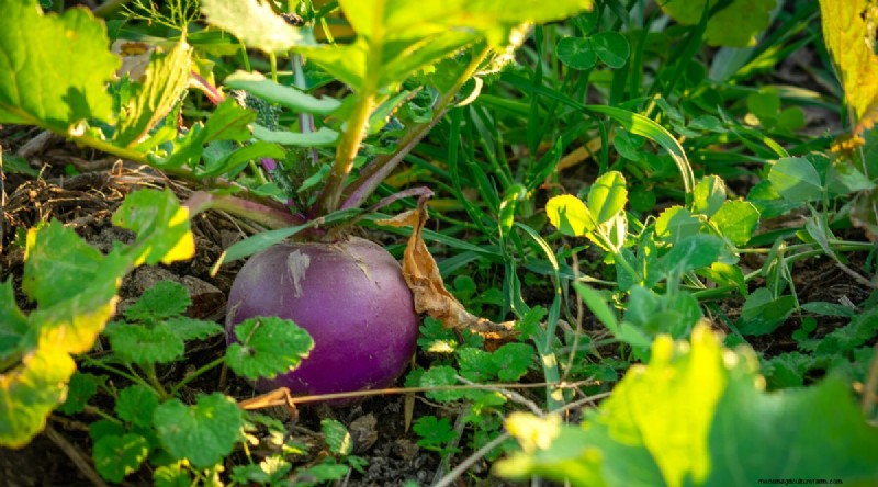 Best Fall Vegetables to Plant Now: A Guide to a Bountiful Harvest