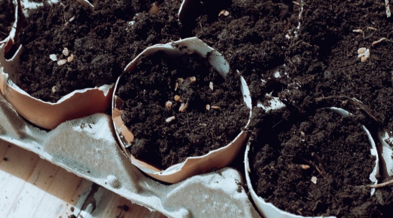 Eggshells for Tomato Plants: Benefits & Better Alternatives