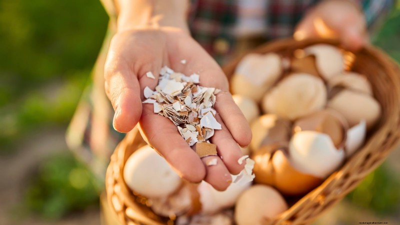 Eggshells for Tomato Plants: Benefits & Better Alternatives