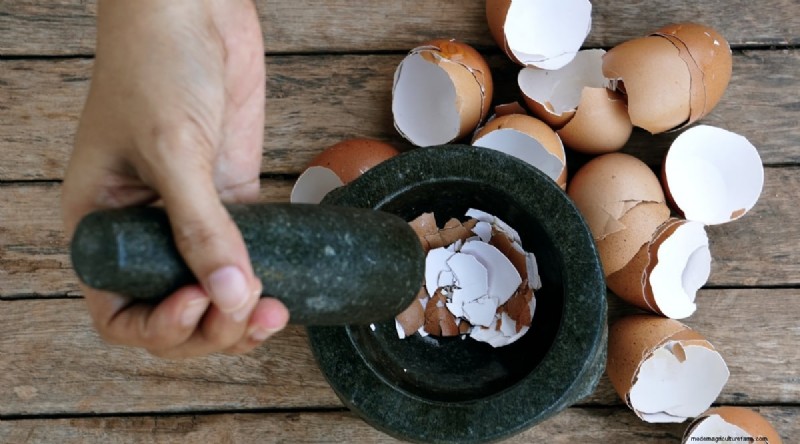 Eggshells for Tomato Plants: Benefits & Better Alternatives