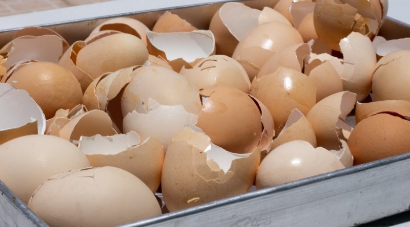 Eggshells for Tomato Plants: Benefits & Better Alternatives