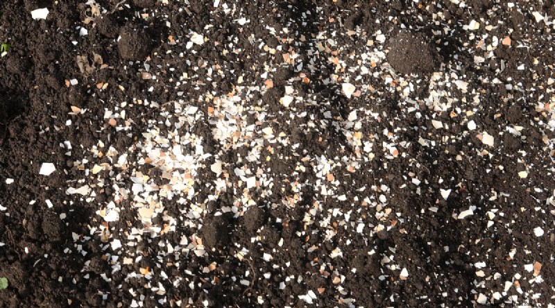 Eggshells for Tomato Plants: Benefits & Better Alternatives