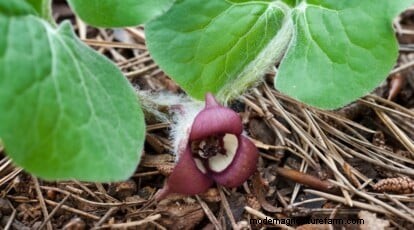 Wild Ginger (Asarum canadense): Planting, Growing & Care Guide