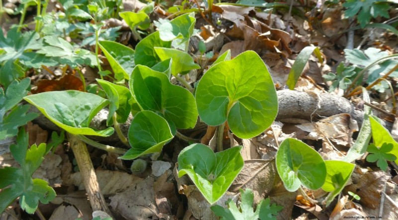 Wild Ginger (Asarum canadense): Planting, Growing & Care Guide