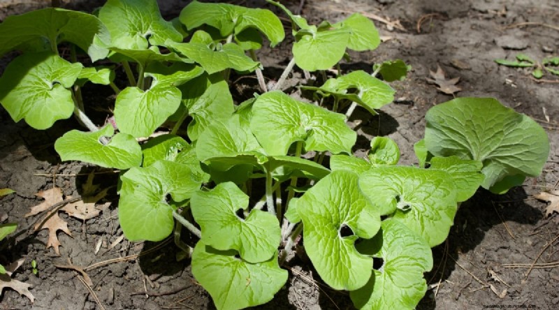 Wild Ginger (Asarum canadense): Planting, Growing & Care Guide