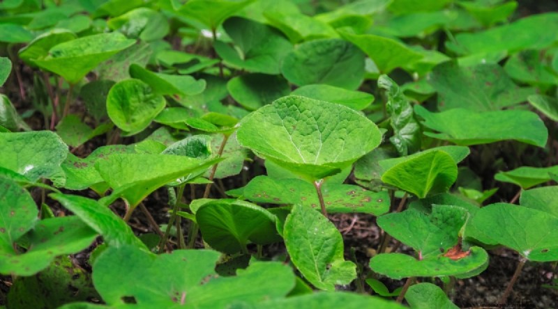 Wild Ginger (Asarum canadense): Planting, Growing & Care Guide