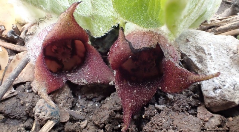 Wild Ginger (Asarum canadense): Planting, Growing & Care Guide