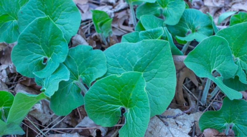 Wild Ginger (Asarum canadense): Planting, Growing & Care Guide