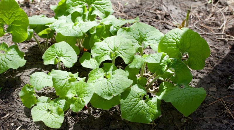 Wild Ginger (Asarum canadense): Planting, Growing & Care Guide