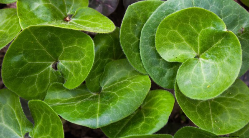 Wild Ginger (Asarum canadense): Planting, Growing & Care Guide