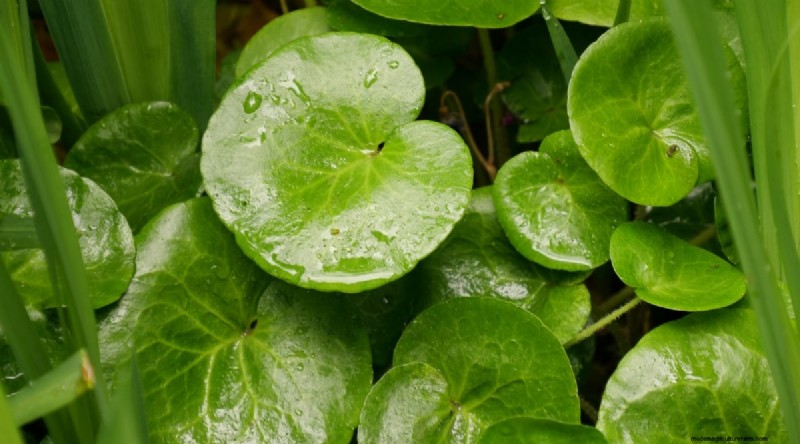 Wild Ginger (Asarum canadense): Planting, Growing & Care Guide