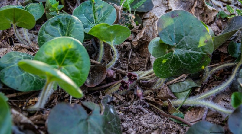 Wild Ginger (Asarum canadense): Planting, Growing & Care Guide