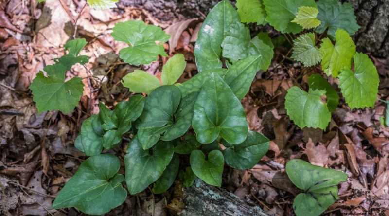 Wild Ginger (Asarum canadense): Planting, Growing & Care Guide