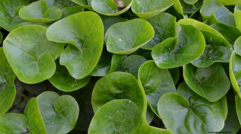 Wild Ginger (Asarum canadense): Planting, Growing & Care Guide
