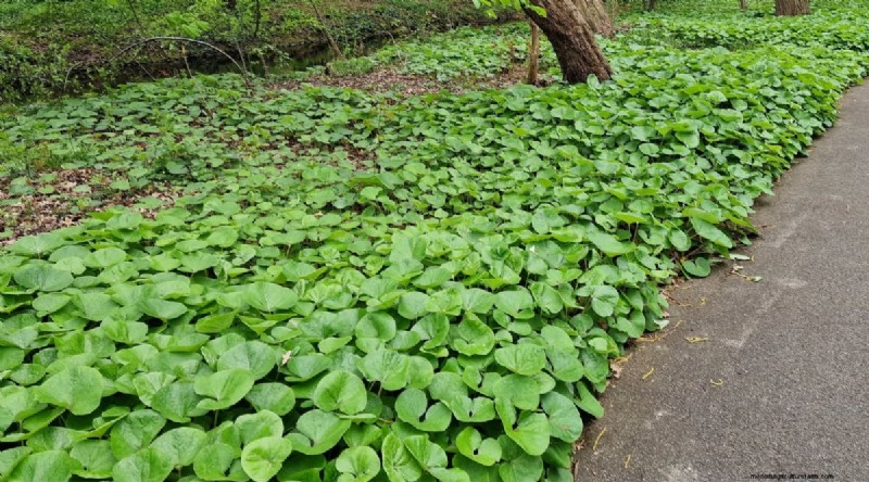 Wild Ginger (Asarum canadense): Planting, Growing & Care Guide