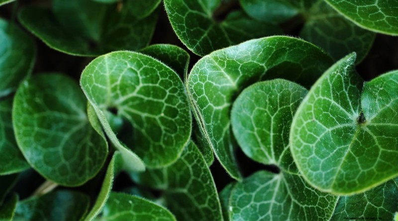 Wild Ginger (Asarum canadense): Planting, Growing & Care Guide