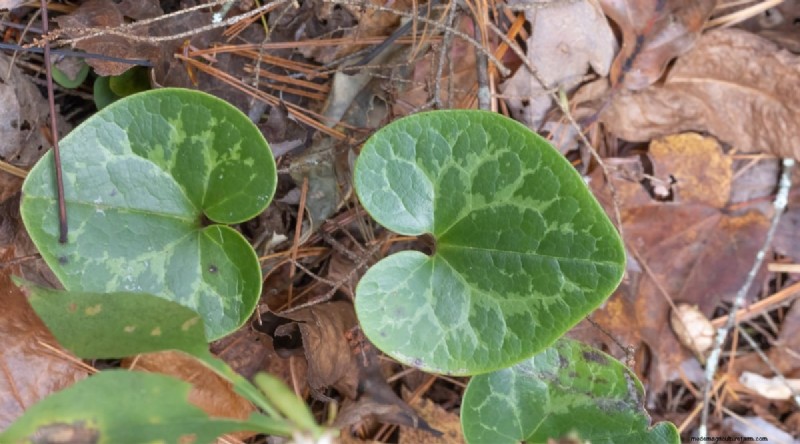 Wild Ginger (Asarum canadense): Planting, Growing & Care Guide