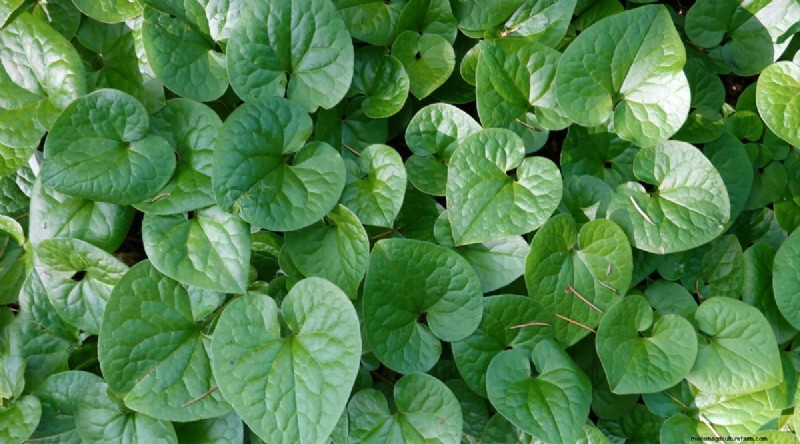 Wild Ginger (Asarum canadense): Planting, Growing & Care Guide
