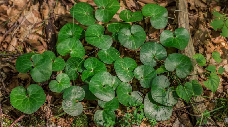 Wild Ginger (Asarum canadense): Planting, Growing & Care Guide