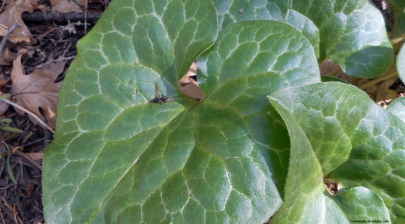 Wild Ginger (Asarum canadense): Planting, Growing & Care Guide
