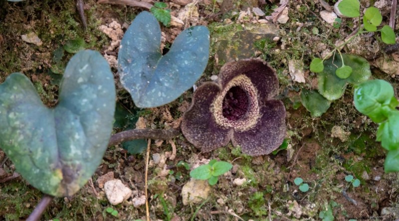 Wild Ginger (Asarum canadense): Planting, Growing & Care Guide
