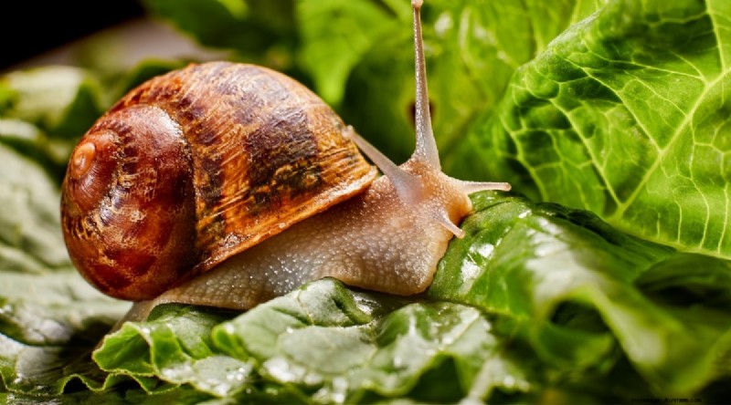 Wild Ginger (Asarum canadense): Planting, Growing & Care Guide