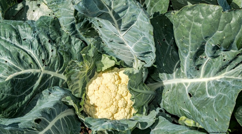 Maximize Brassica Yields: 13 Expert Tips for a Bountiful Harvest