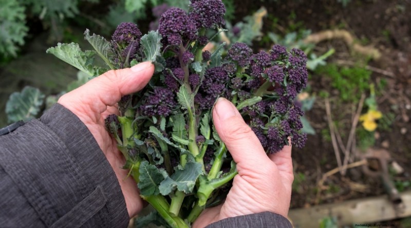 Maximize Brassica Yields: 13 Expert Tips for a Bountiful Harvest
