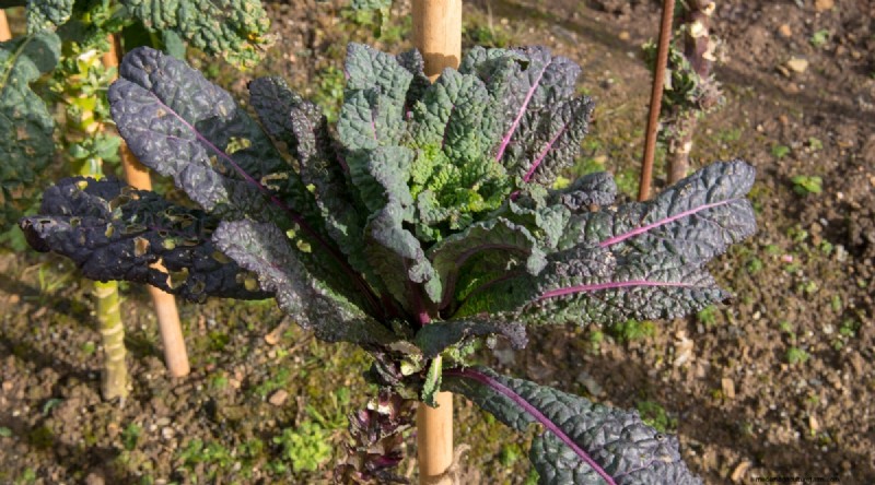 Maximize Brassica Yields: 13 Expert Tips for a Bountiful Harvest