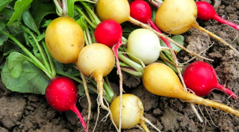 Maximize Brassica Yields: 13 Expert Tips for a Bountiful Harvest