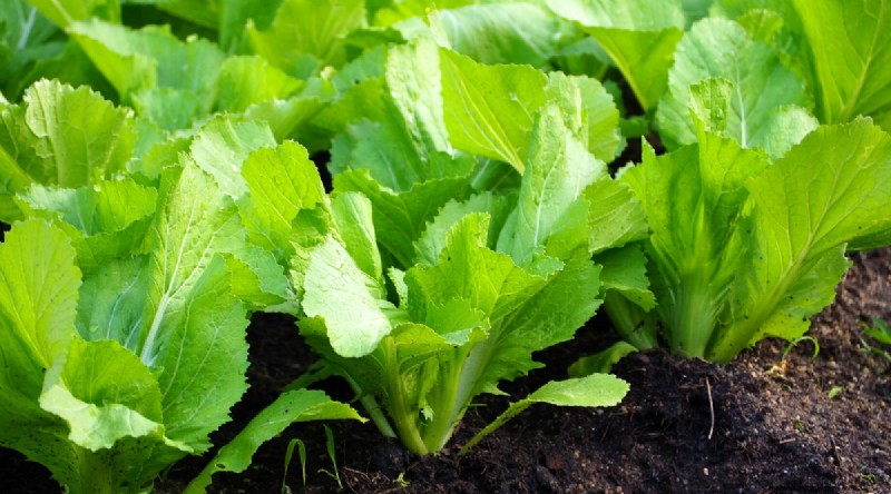 Maximize Brassica Yields: 13 Expert Tips for a Bountiful Harvest