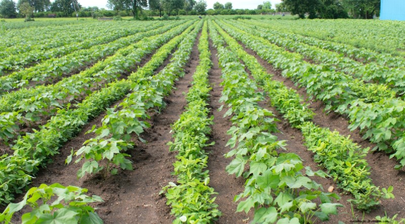 Maximize Brassica Yields: 13 Expert Tips for a Bountiful Harvest