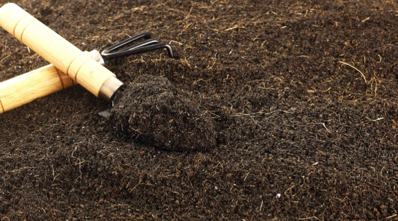Maximize Brassica Yields: 13 Expert Tips for a Bountiful Harvest