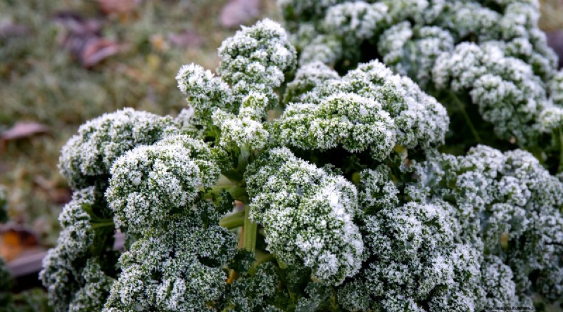 Maximize Brassica Yields: 13 Expert Tips for a Bountiful Harvest