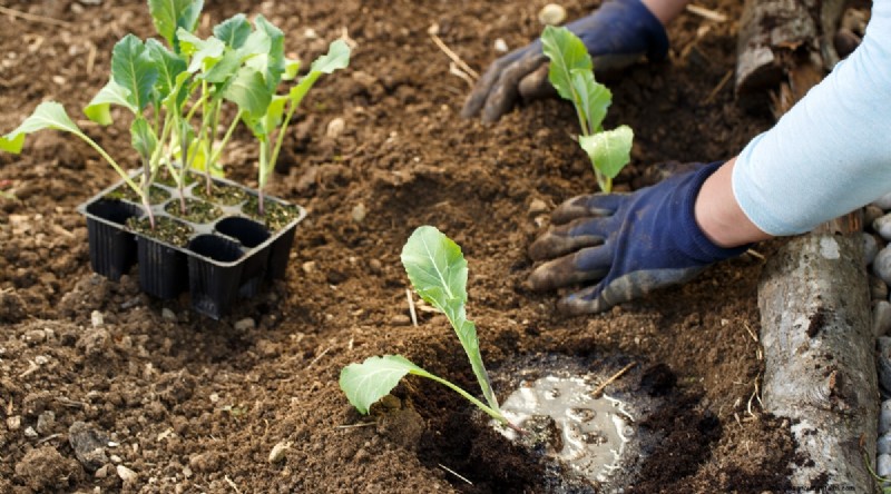 Maximize Brassica Yields: 13 Expert Tips for a Bountiful Harvest