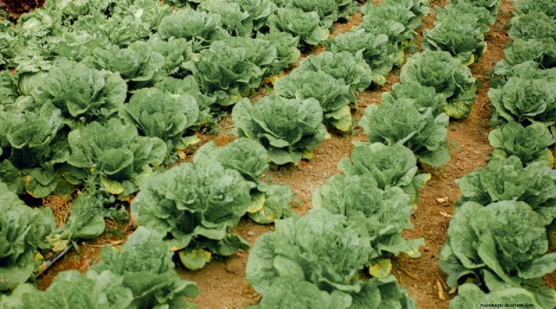 Maximize Brassica Yields: 13 Expert Tips for a Bountiful Harvest