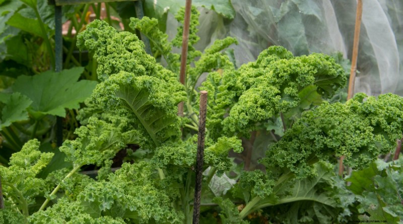 Maximize Brassica Yields: 13 Expert Tips for a Bountiful Harvest