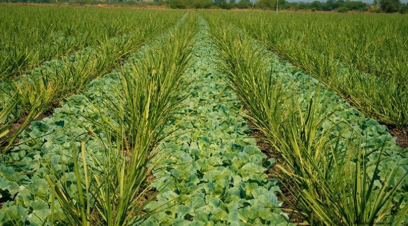 Maximize Brassica Yields: 13 Expert Tips for a Bountiful Harvest