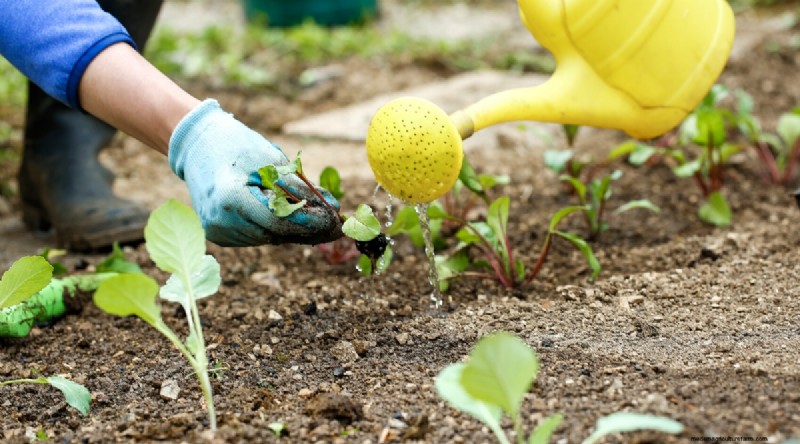 Maximize Brassica Yields: 13 Expert Tips for a Bountiful Harvest