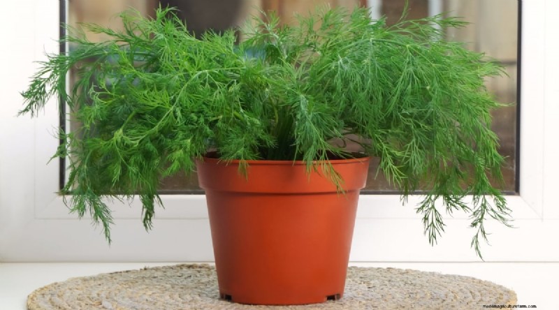 Indoor Herb Gardening: 8 Herbs That Don t Thrive Indoors