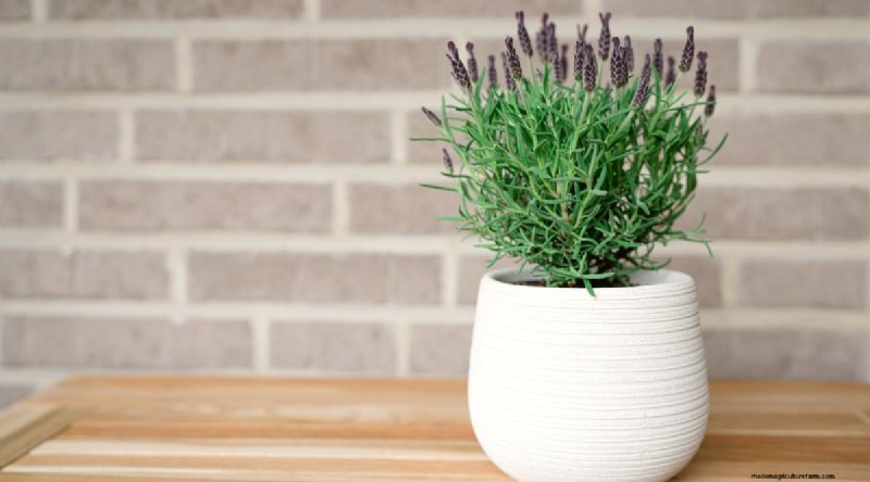 Indoor Herb Gardening: 8 Herbs That Don t Thrive Indoors