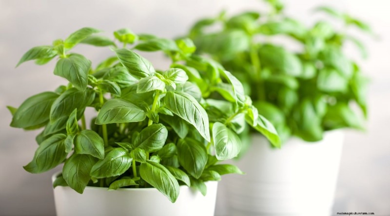 Indoor Herb Gardening: 8 Herbs That Don t Thrive Indoors