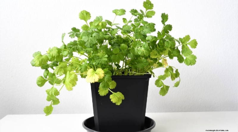 Indoor Herb Gardening: 8 Herbs That Don t Thrive Indoors