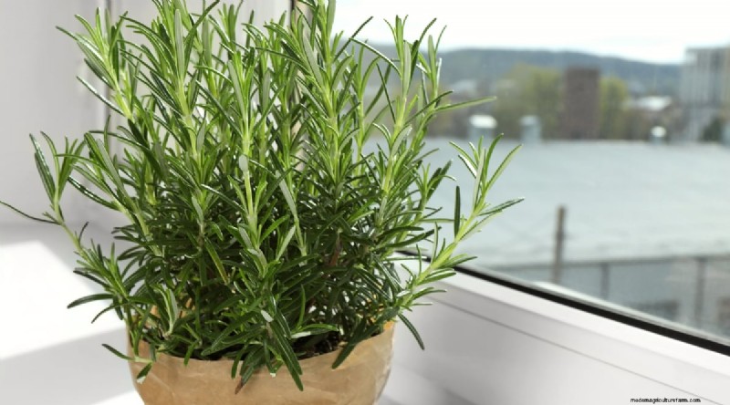 Indoor Herb Gardening: 8 Herbs That Don t Thrive Indoors