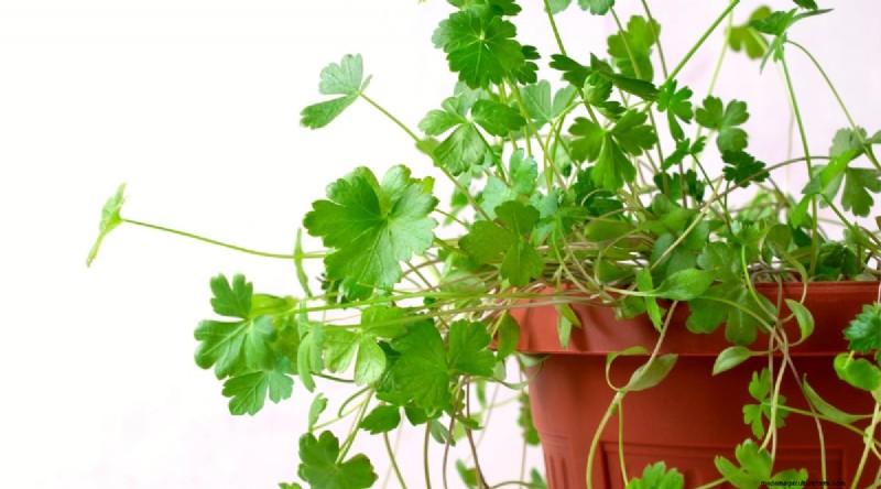Indoor Herb Gardening: 8 Herbs That Don t Thrive Indoors