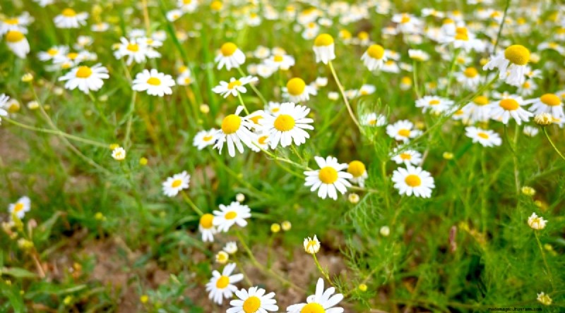 Indoor Herb Gardening: 8 Herbs That Don t Thrive Indoors
