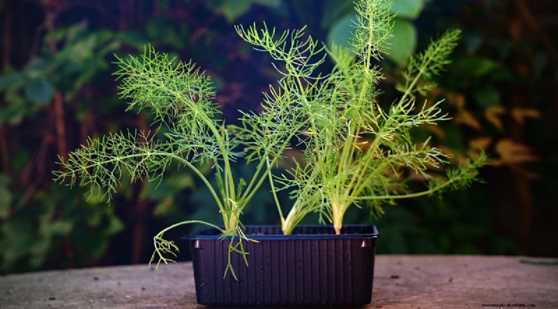 Indoor Herb Gardening: 8 Herbs That Don t Thrive Indoors