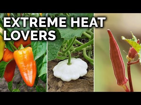 Heat-Tolerant Vegetables: Grow a Bountiful Harvest in Summer