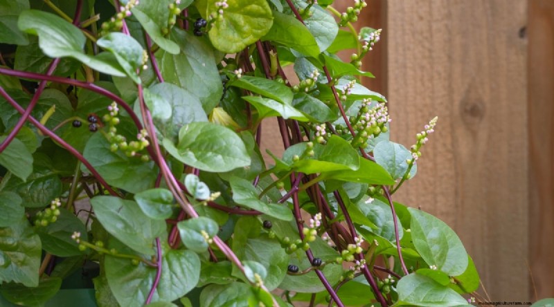 Heat-Tolerant Vegetables: Grow a Bountiful Harvest in Summer