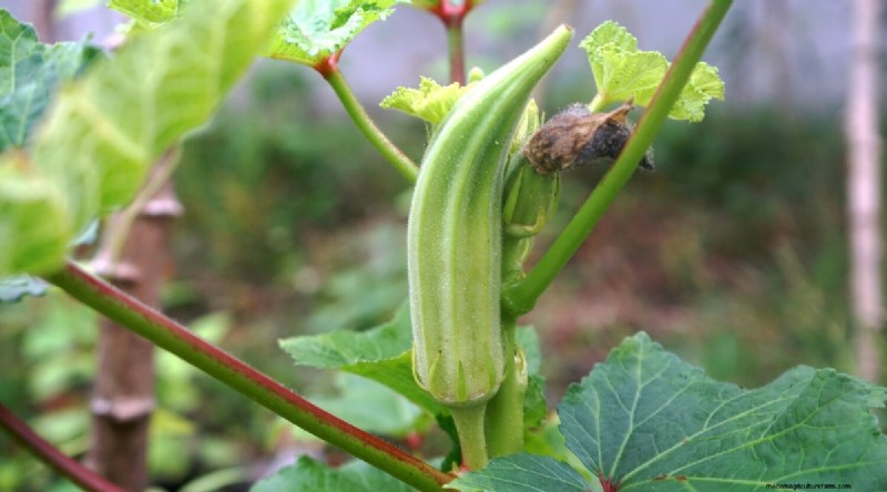 Heat-Tolerant Vegetables: Grow a Bountiful Harvest in Summer